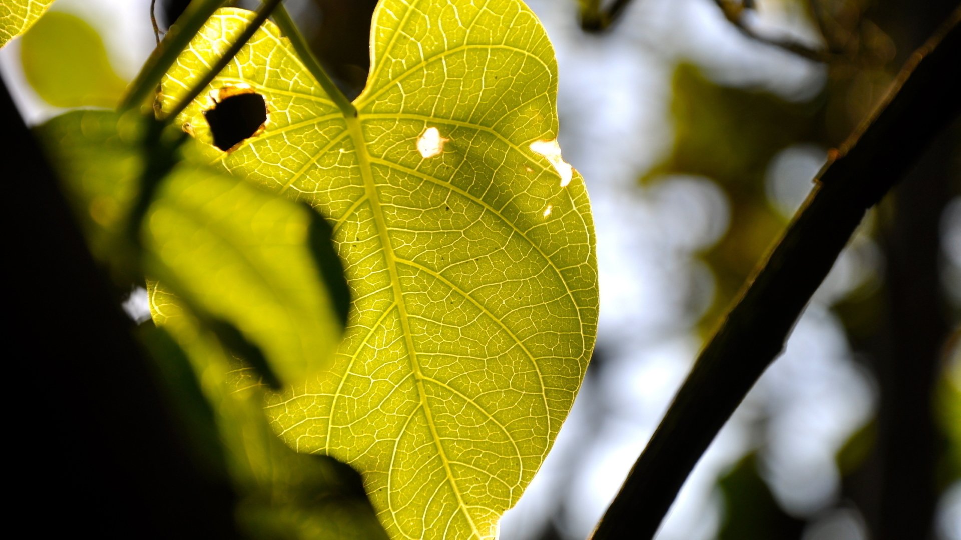 Download Nature Leaf HD Wallpaper