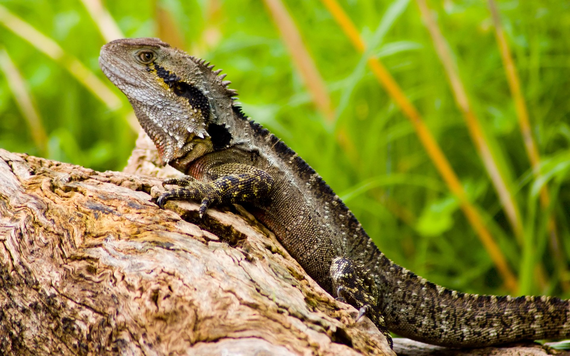 Eastern Water Dragon lizard perched on a sunlit log amid green reeds — vivid 2K Quad HD PC desktop wallpaper/background.