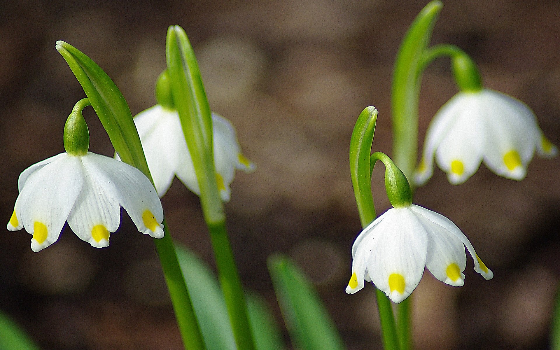 HD PC desktop wallpaper: close-up of white snowflake flowers (nature, flower) with yellow-tipped bell petals and green stems against a soft-focus brown background.
