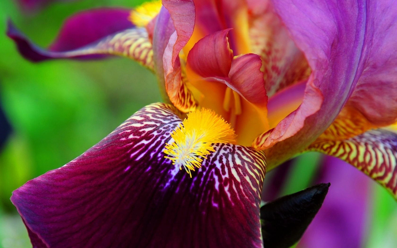 Close-up HD nature wallpaper of a vibrant iris flower showcasing detailed purple, yellow, and orange petals with soft green background.