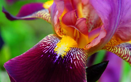 Close-up HD nature wallpaper of a vibrant iris flower showcasing detailed purple, yellow, and orange petals with soft green background.