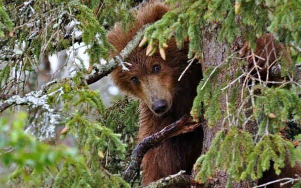 Animal Bear Bears HD Wallpaper | Background Image