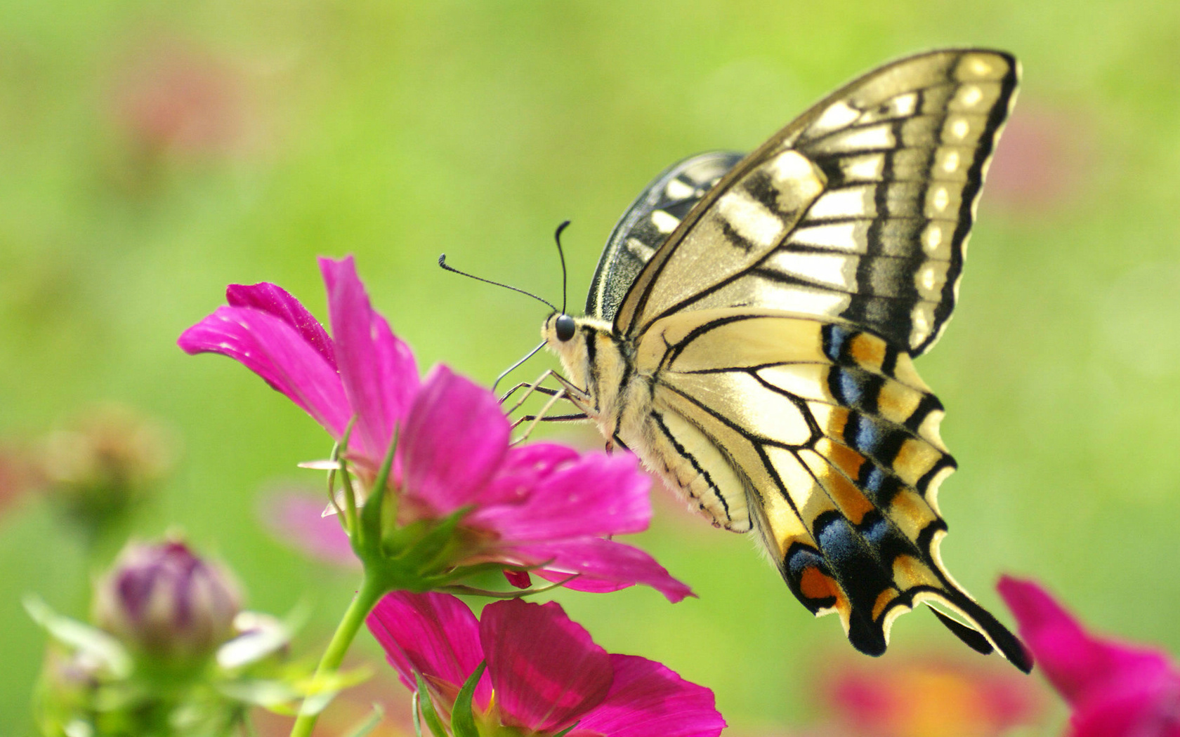 Insects Lepidoptera