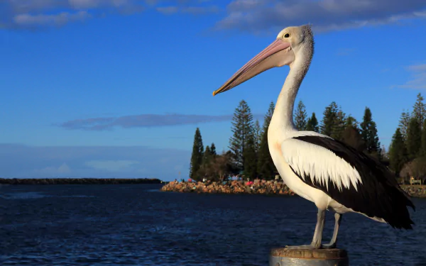 Animal pelican HD Desktop Wallpaper | Background Image