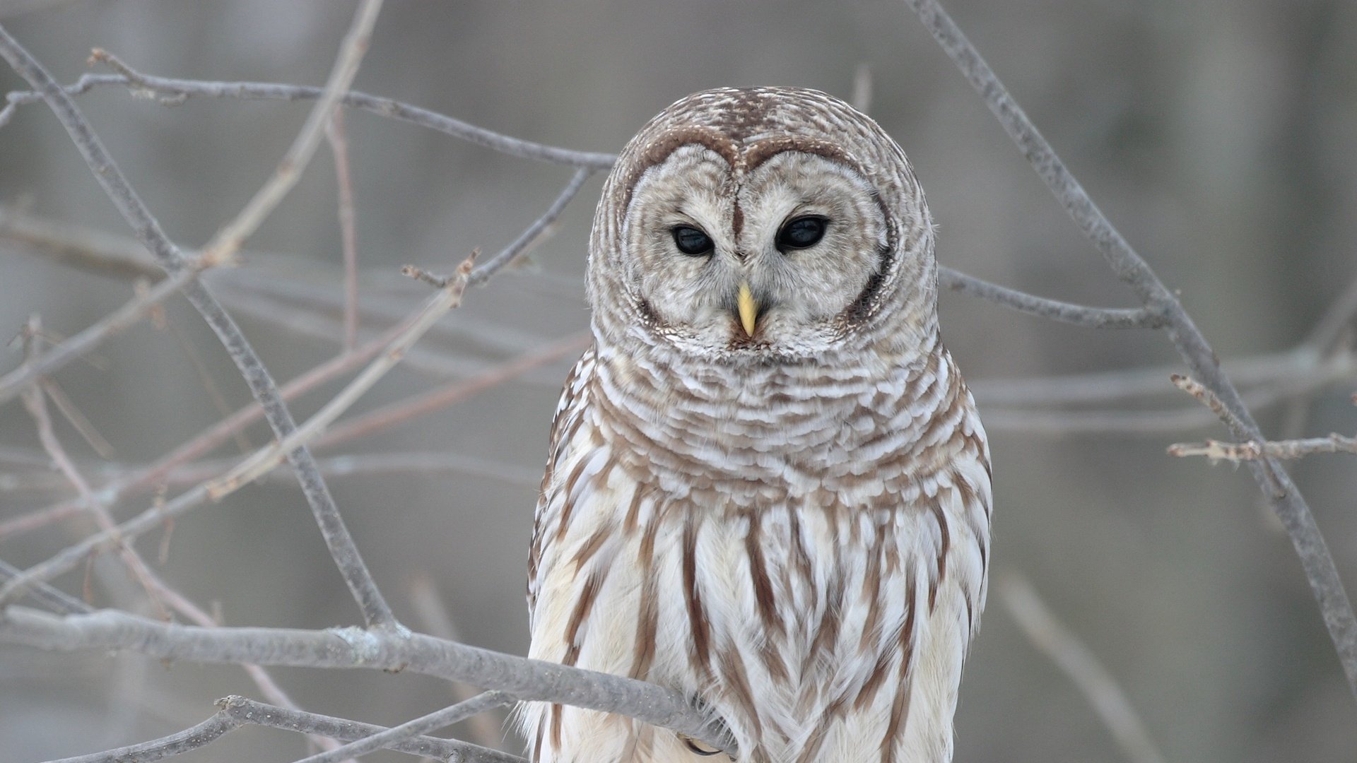 Barred owl (animal) perched on frosted branches — HD PC desktop wallpaper/background close-up of its striped plumage and dark eyes.