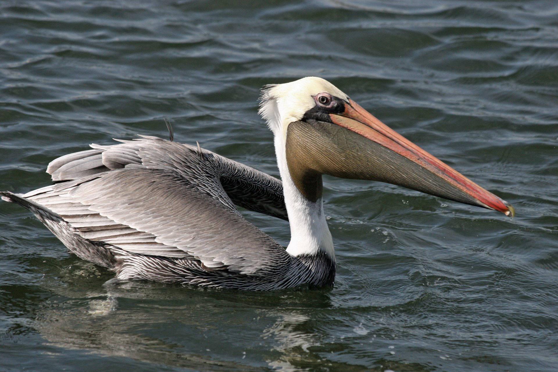 Brown pelican (bird, Animal) gliding on rippled water — 2K Quad HD PC desktop wallpaper/background