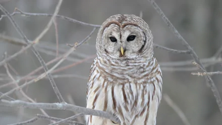 Barred owl (animal) perched on frosted branches — HD PC desktop wallpaper/background close-up of its striped plumage and dark eyes.