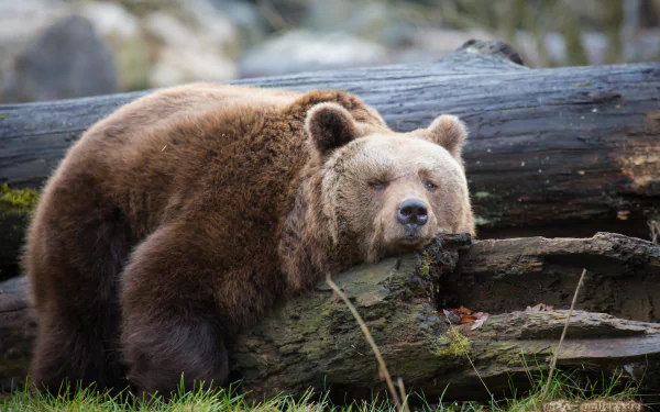 A close-up of a resting bear on a log, surrounded by nature. This image serves as an HD PC desktop wallpaper, capturing the serene beauty of wildlife.