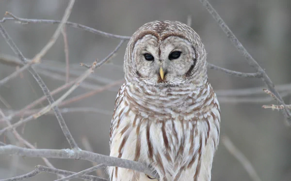 Animal barred owl HD Desktop Wallpaper | Background Image