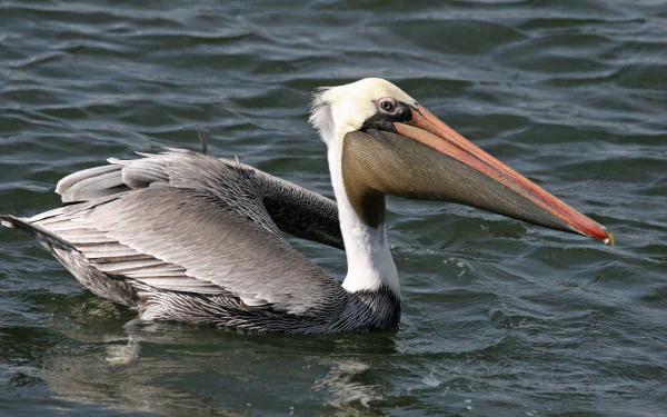 Brown pelican (bird, Animal) gliding on rippled water — 2K Quad HD PC desktop wallpaper/background