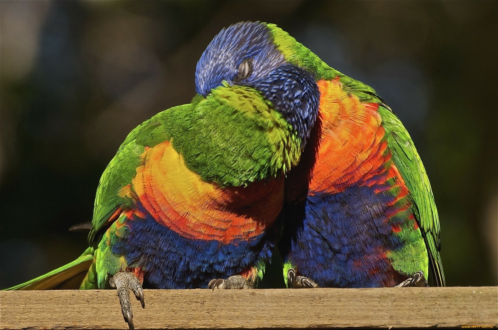 Two vibrant rainbow lorikeets perched closely together, captured in sharp detail as an HD PC desktop wallpaper.