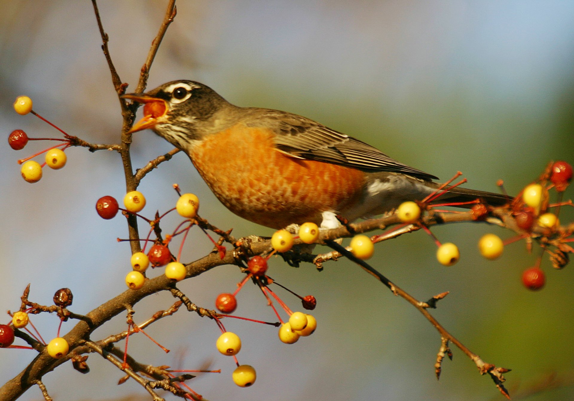 Download Bird Animal Robin HD Wallpaper