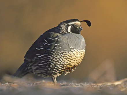 HD PC desktop wallpaper of a Gambel's Quail bird (animal) with scaled plumage and topknot, standing on desert ground against a warm, blurred background.