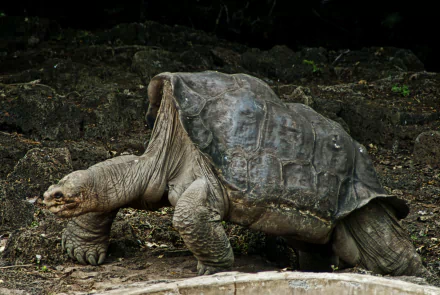  Pinta Island Tortoise