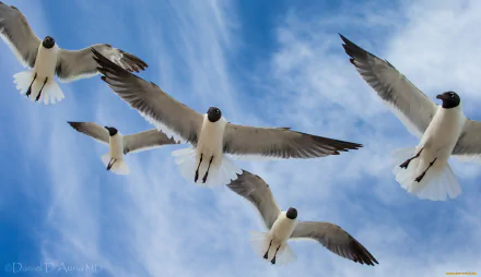 Animal seagull HD Desktop Wallpaper | Background Image
