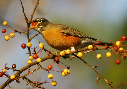 bird Animal robin HD Desktop Wallpaper | Background Image