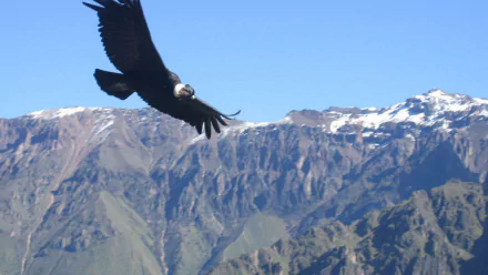 HD desktop wallpaper showing a condor bird soaring over rugged mountains with snow-capped peaks under a clear blue sky.