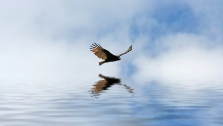 HD PC desktop wallpaper featuring a condor bird soaring above calm water, with its reflection visible against a bright, cloudy sky background.