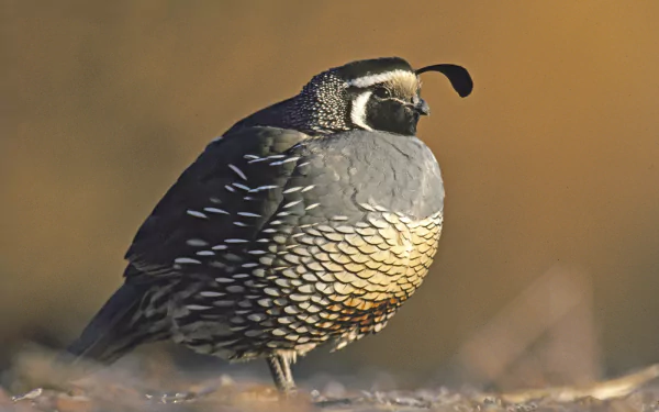 HD PC desktop wallpaper of a Gambel's Quail bird (animal) with scaled plumage and topknot, standing on desert ground against a warm, blurred background.
