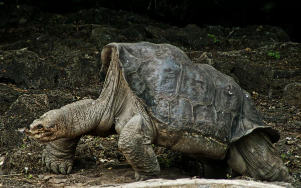  Pinta Island Tortoise