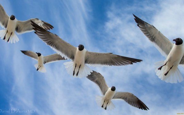 Animal Seagull Birds Seabirds HD Wallpaper | Background Image