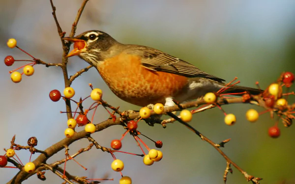 bird Animal robin HD Desktop Wallpaper | Background Image