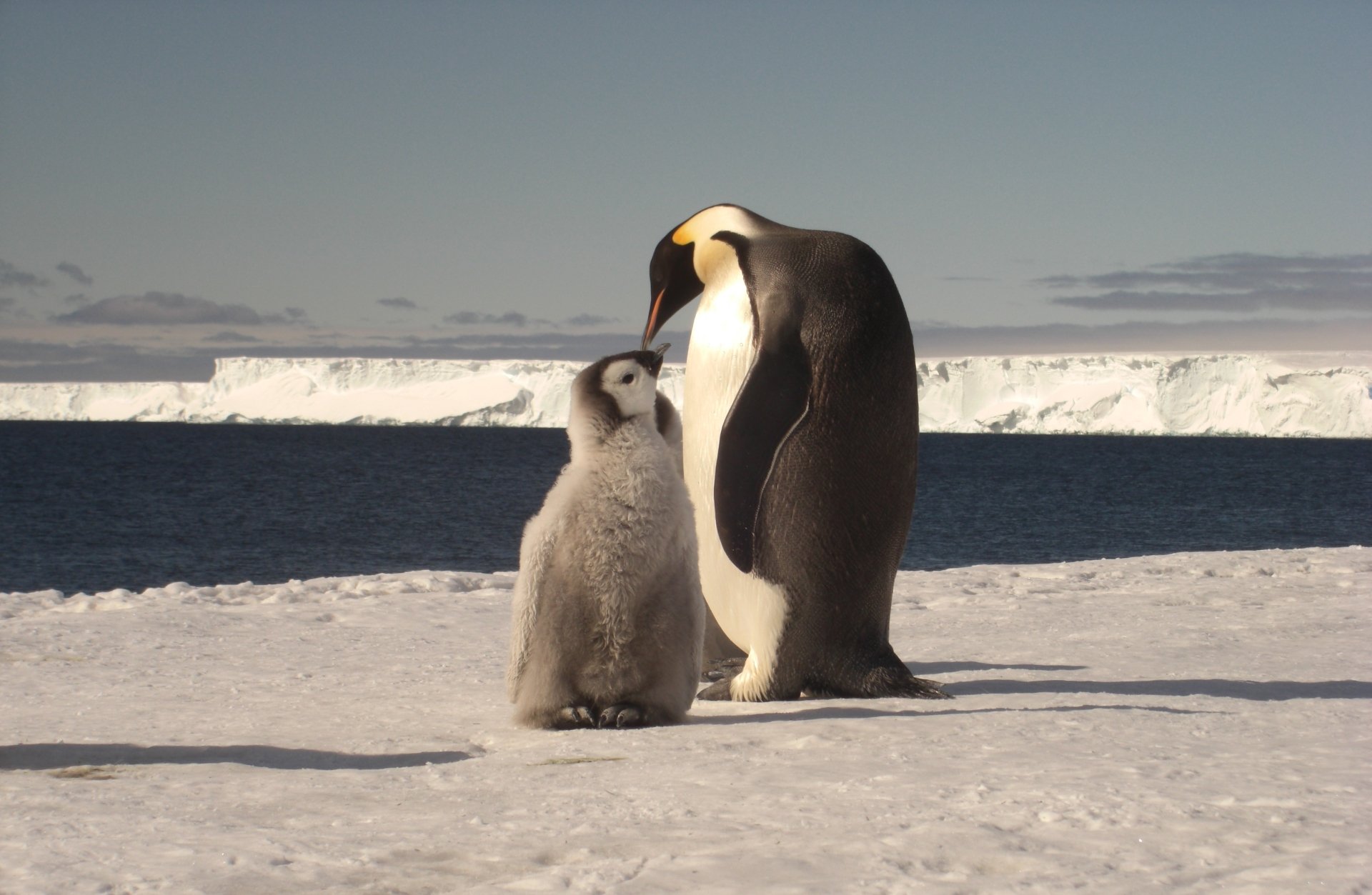 HD desktop wallpaper featuring an emperor penguin and its chick standing on icy ground with a frozen ocean and iceberg backdrop.