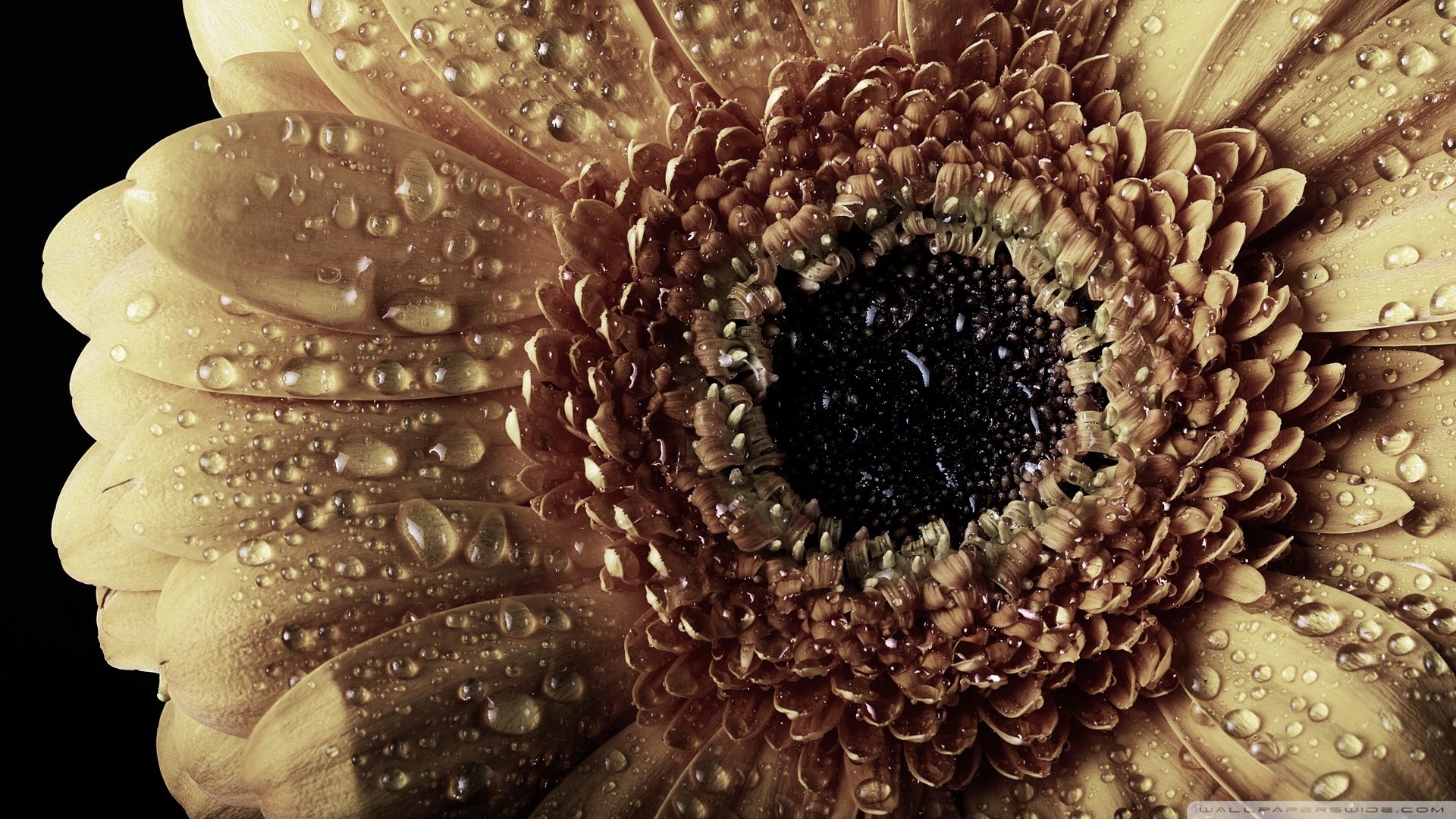 Gorgeous Gerbera Seeds Moment Collection Gorgeous Gerbera Seeds Moment Collection