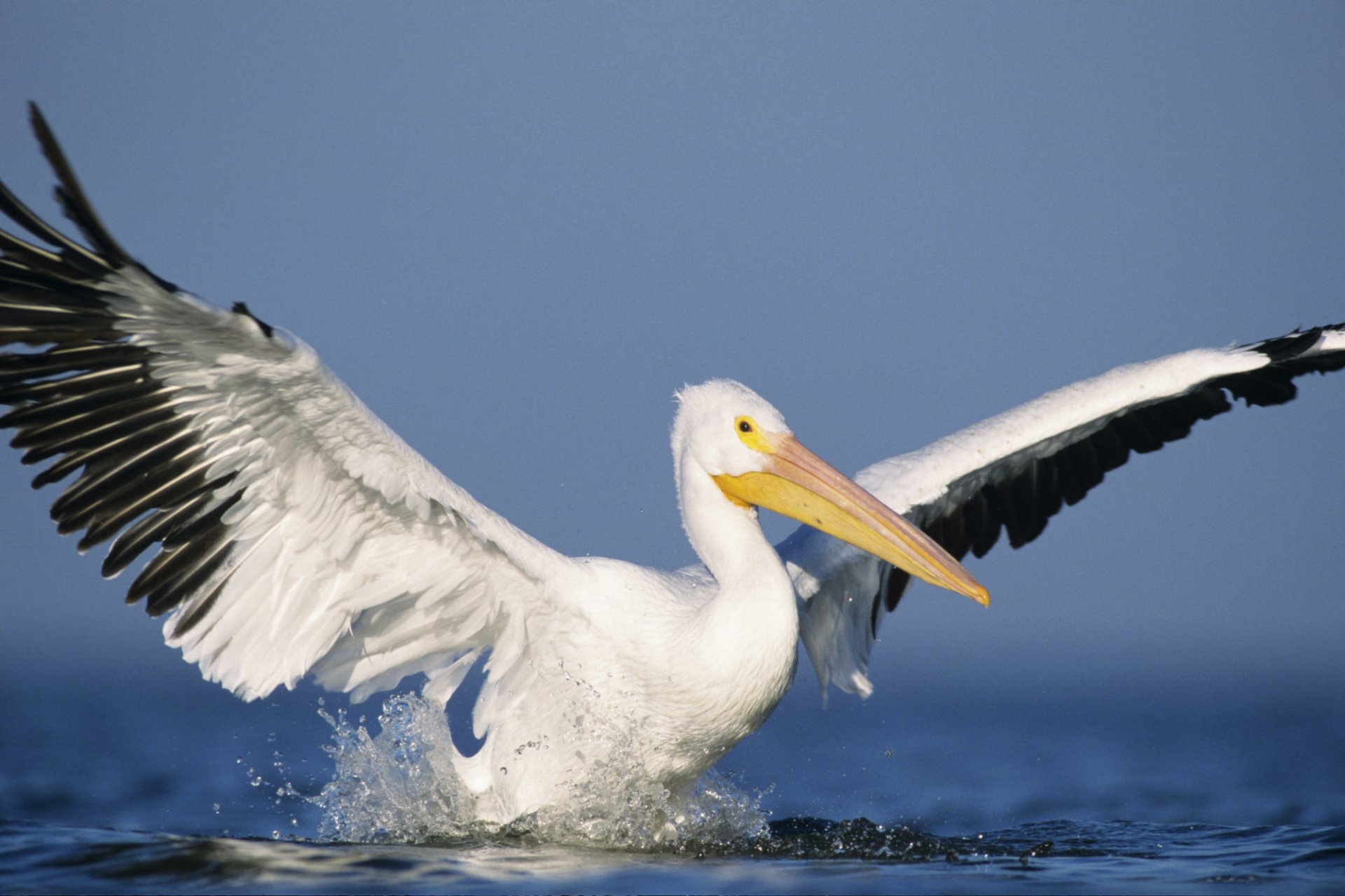 HD PC desktop wallpaper showing a pelican with wings spread, skimming over the water against a clear blue sky.