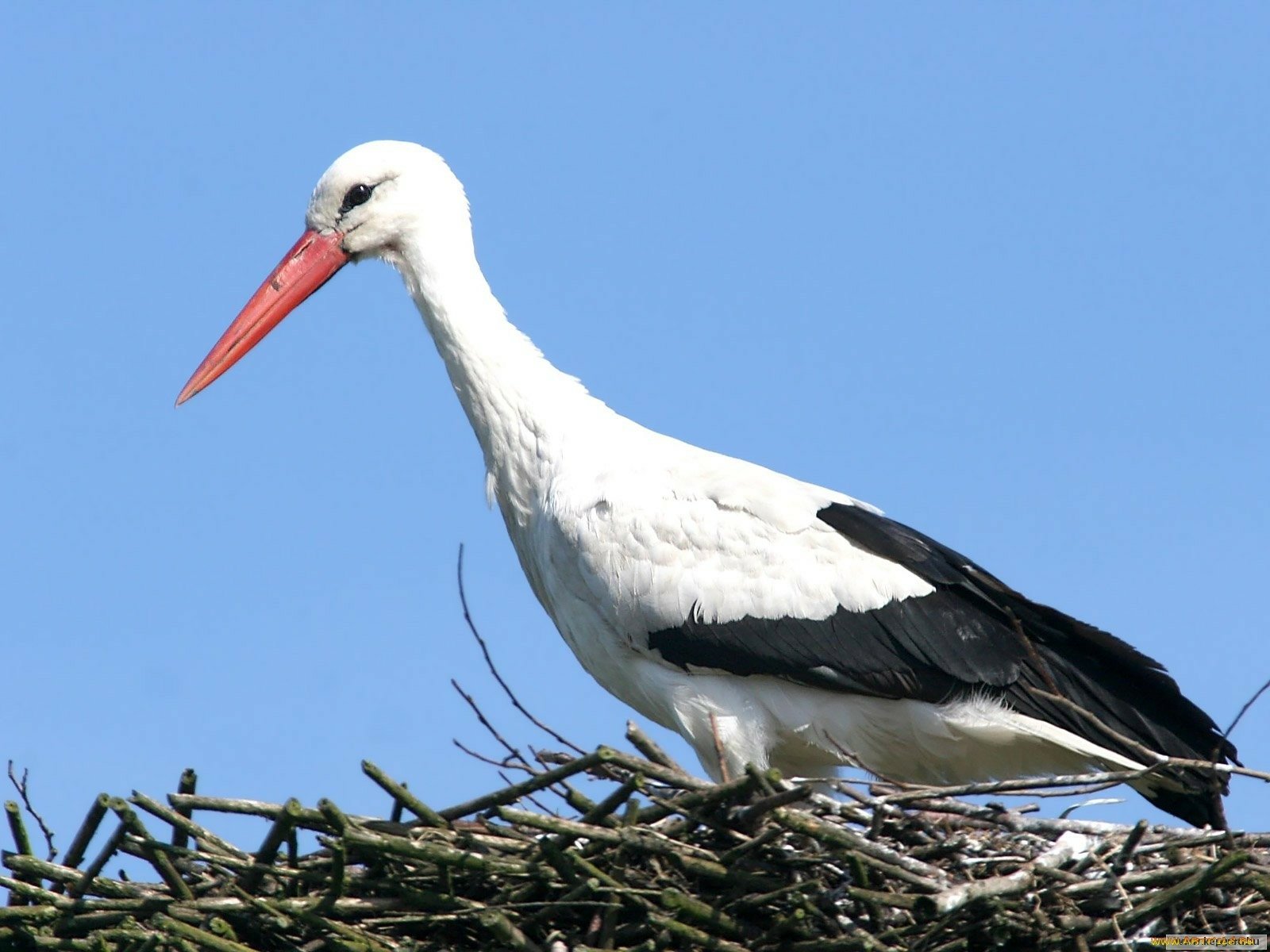 White Stork Wallpaper and Background Image | 1600x1200