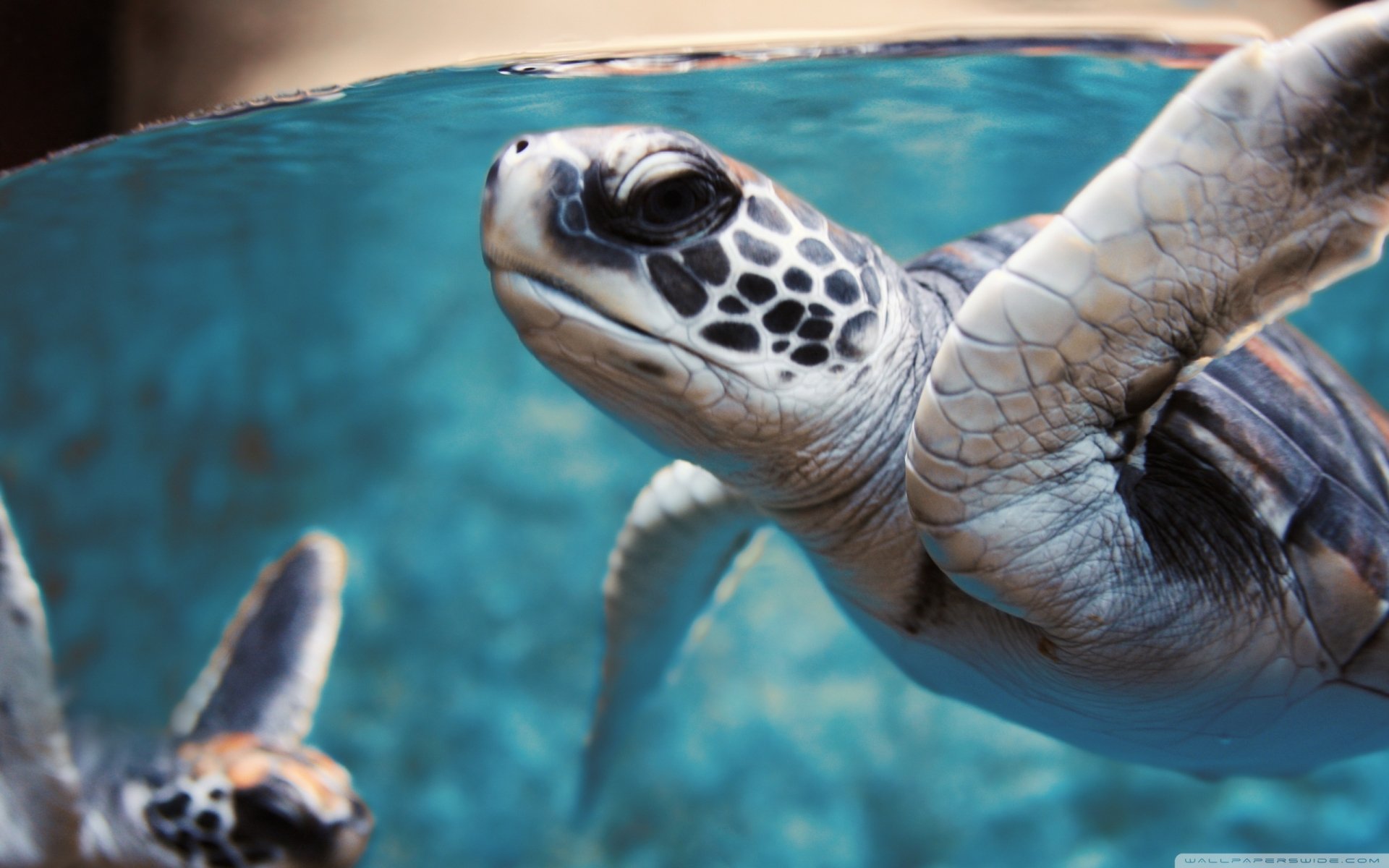 A serene underwater scene featuring a turtle gliding gracefully through crystal-clear water, making it a captivating HD desktop wallpaper or background for nature lovers.