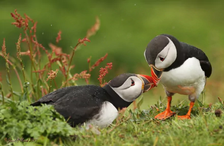 HD desktop wallpaper featuring two puffins interacting on grassy terrain with soft-focus greenery in the background, showcasing vibrant animal wildlife.