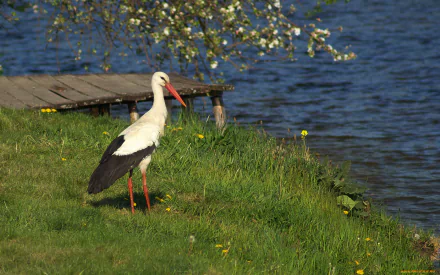 White stork standing on a grassy lakeshore near a small wooden dock, HD PC desktop wallpaper/background.
