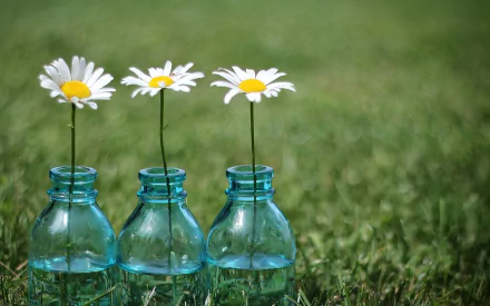 nature daisy HD Desktop Wallpaper | Background Image