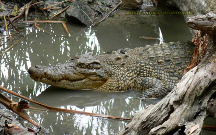 Animal crocodile HD Desktop Wallpaper | Background Image