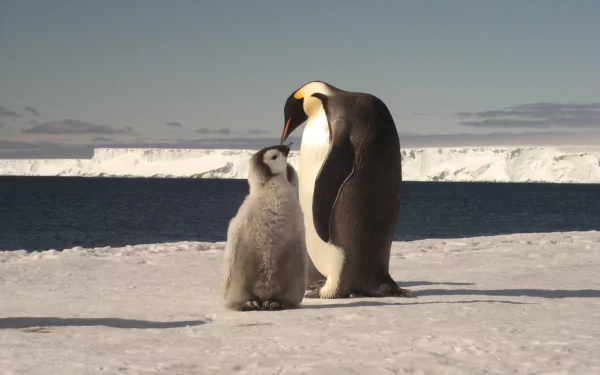 HD desktop wallpaper featuring an emperor penguin and its chick standing on icy ground with a frozen ocean and iceberg backdrop.