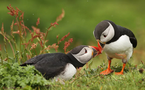 Animal puffin HD Desktop Wallpaper | Background Image
