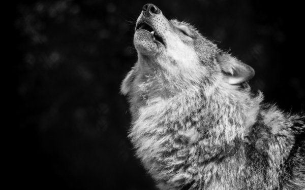 Animal Wolf Wolves HD Wallpaper | Background Image