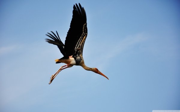 Animal Stork Birds Storks HD Wallpaper | Background Image