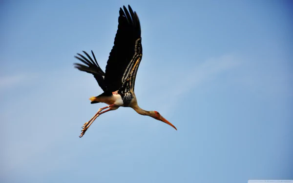 Animal stork HD Desktop Wallpaper | Background Image