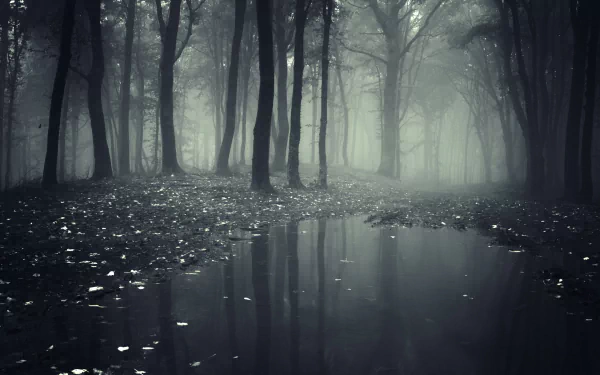 HD desktop wallpaper featuring a dark, mist-covered forest with trees reflected in a still water puddle.
