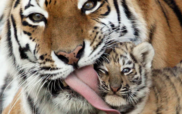 A majestic tiger gently licks its cub, showcasing their close bond. This stunning image serves as a captivating HD desktop wallpaper and background featuring these magnificent animals.