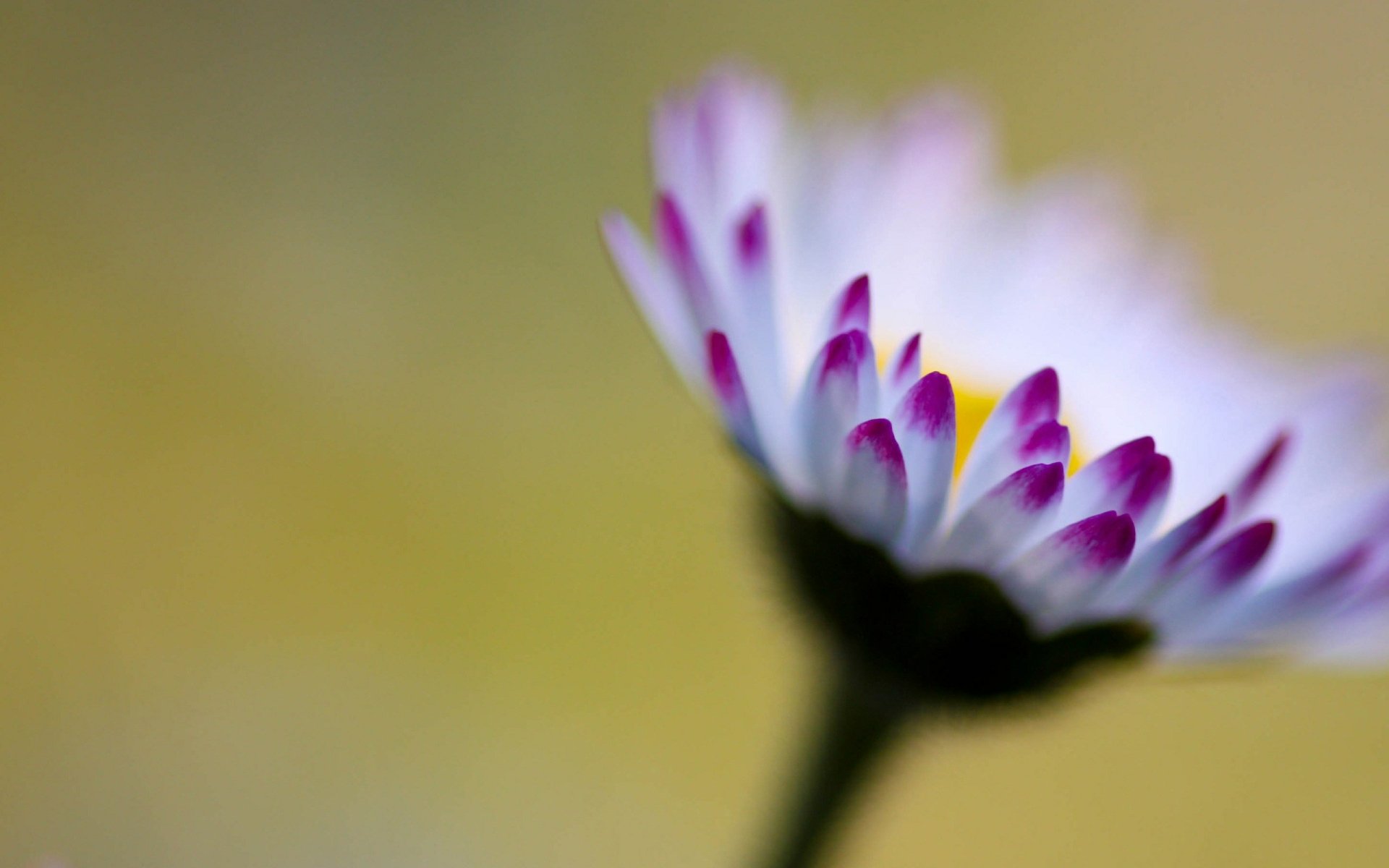 Download Nature Flower HD Wallpaper by Crevisio