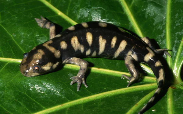  Tiger Salamander