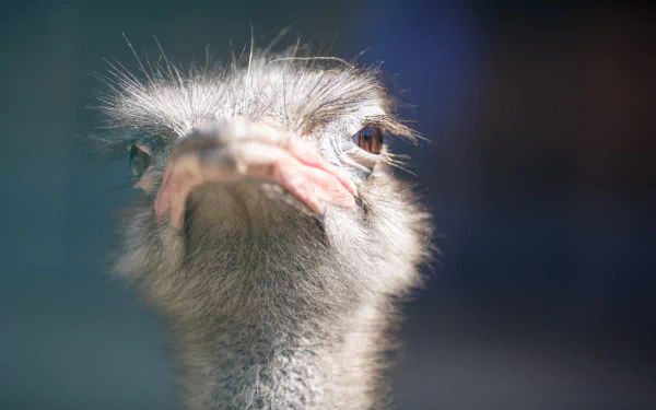 A close-up of an ostrich, showcasing its detailed facial features and expressive eyes, designed as a vibrant HD desktop wallpaper and background.