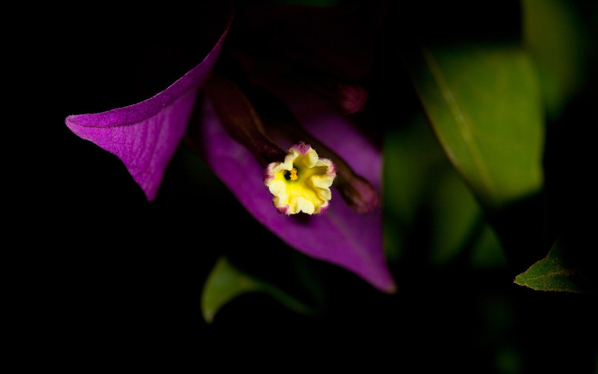 Close-up HD desktop wallpaper of a vibrant bougainvillea flower in nature, highlighting its bright purple petals and delicate yellow center against a dark background.