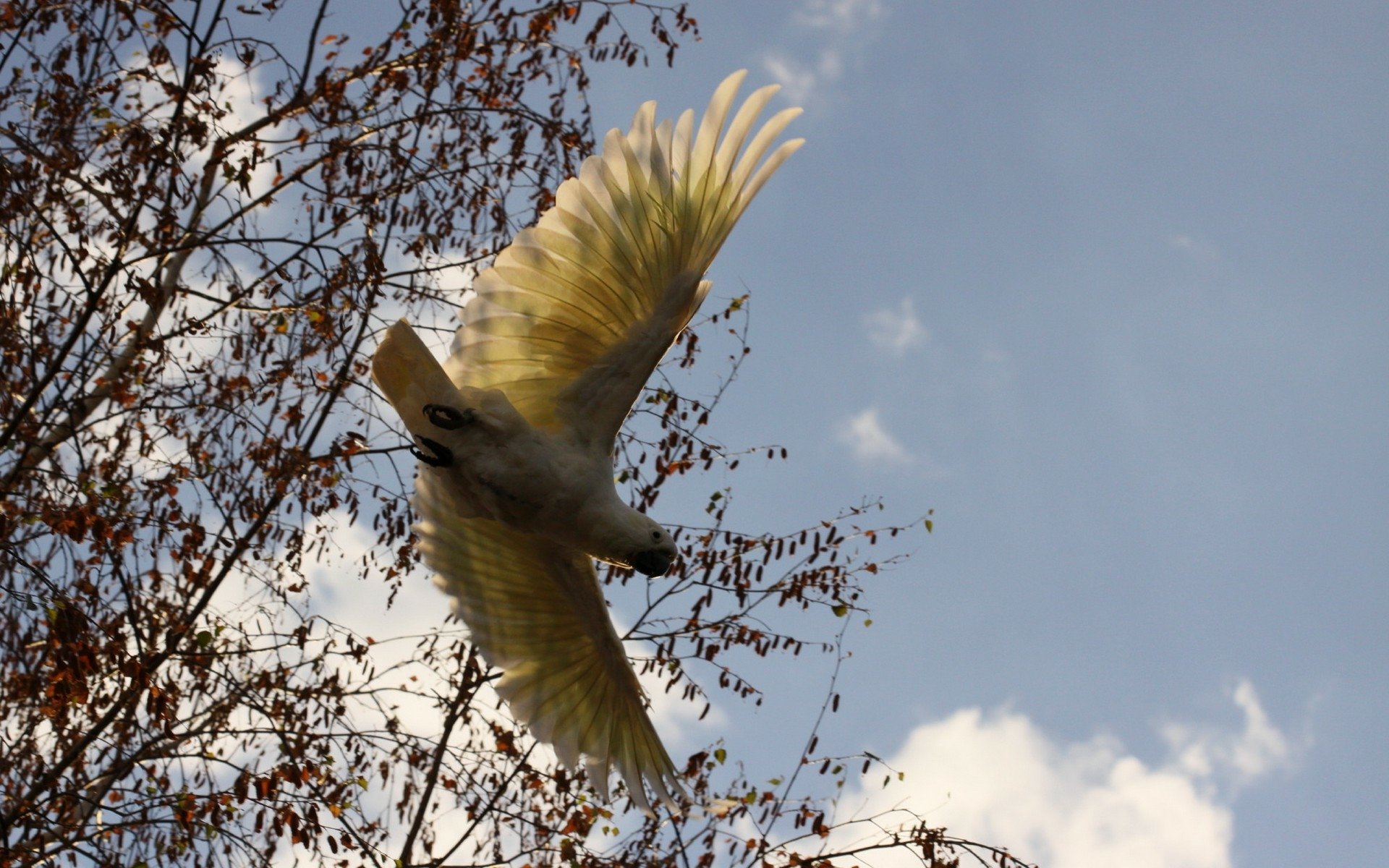 Download Animal Sulphur-crested Cockatoo HD Wallpaper