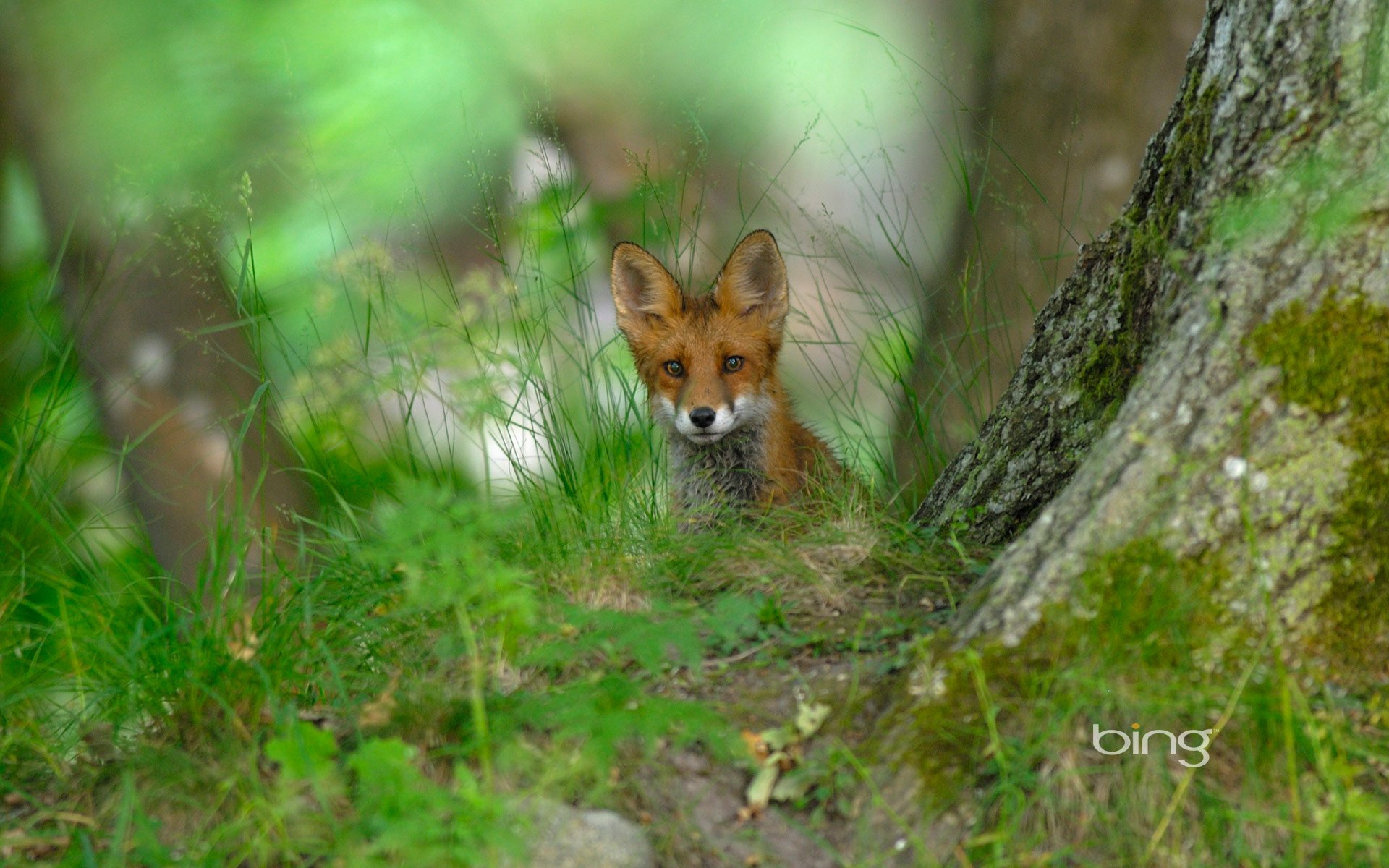 HD PC desktop wallpaper featuring a young fox peeking through green foliage beside a mossy tree trunk in a serene forest setting.