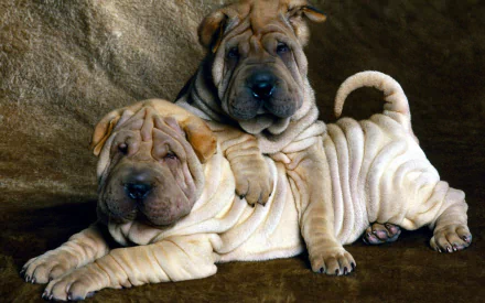 A charming HD wallpaper featuring two playful Shar Pei puppies resting together, showcasing their distinctive wrinkled skin and endearing expressions against a soft backdrop.