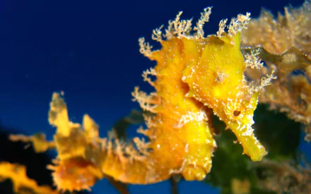 A vibrant seahorse glides amidst coral, showcasing its intricate textures and colors in this stunning HD desktop wallpaper and background.